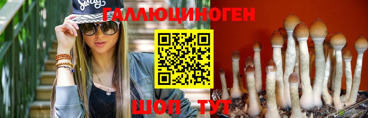 Псилоцибиновые грибы GOLDEN TEACHER  купить  цена  Псилоцибиновые грибы прущие грибы  Сокол  Вход с VPN 